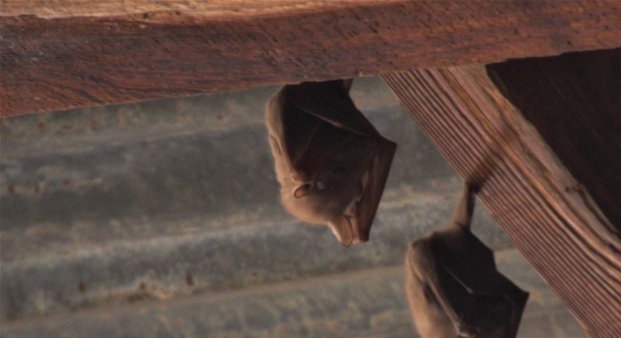 Habitants du garage