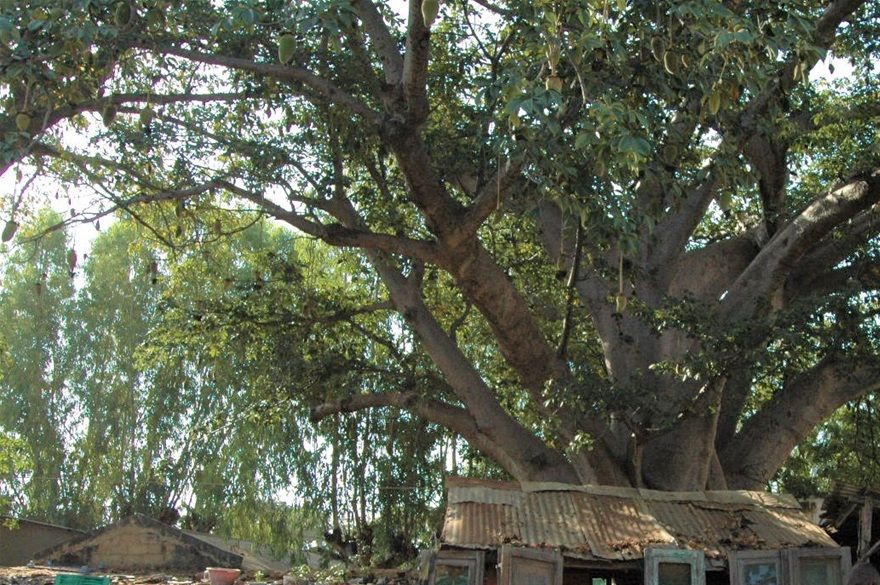 Fabrication des portes sous le Baobab chez Radim le menuisier avec Marley